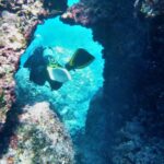 Dive Site Punta Negra